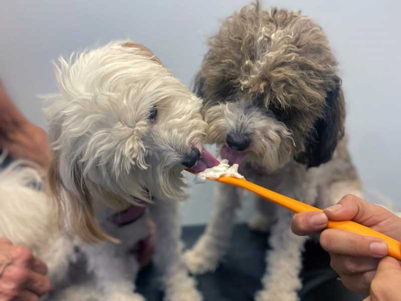 Two adorable puppies enjoying treats during a Fear Free appointment at Berkeley Veterinary Center