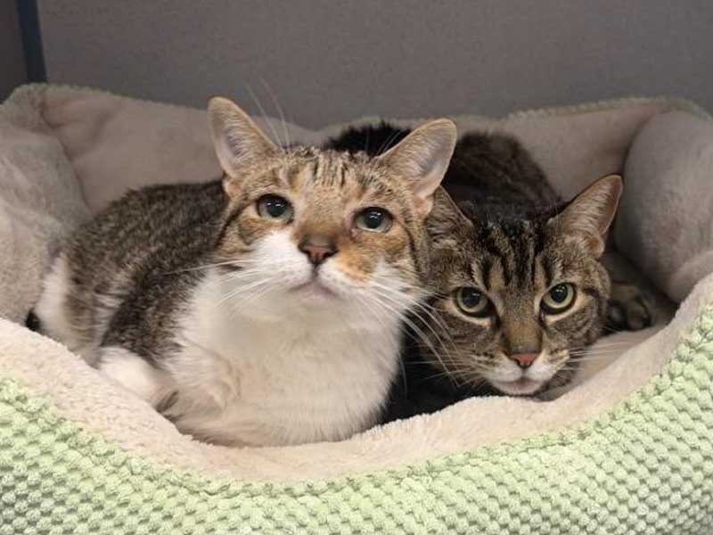 Two adorable cats enjoying their vet visit at Berkeley Veterinary Center