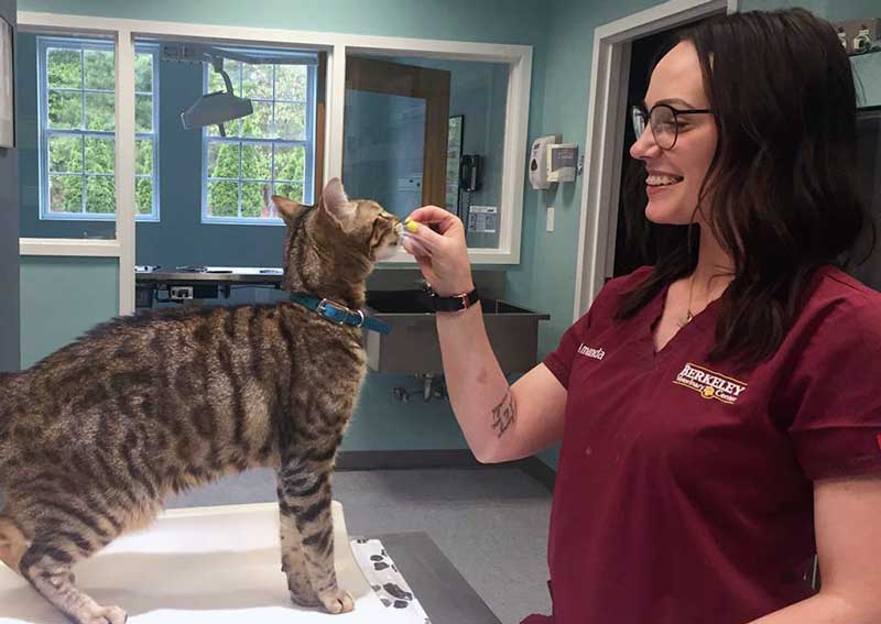 Carousel Slide 3: Feline friendly vet visits