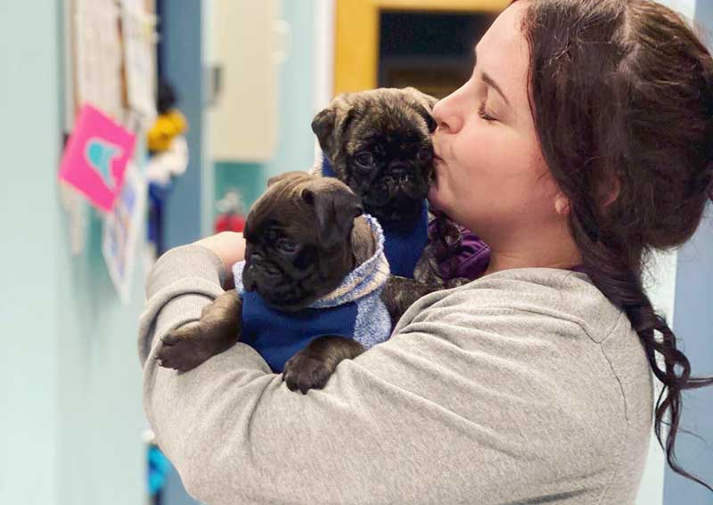 Carousel Slide 4: Fear free veterinary practice